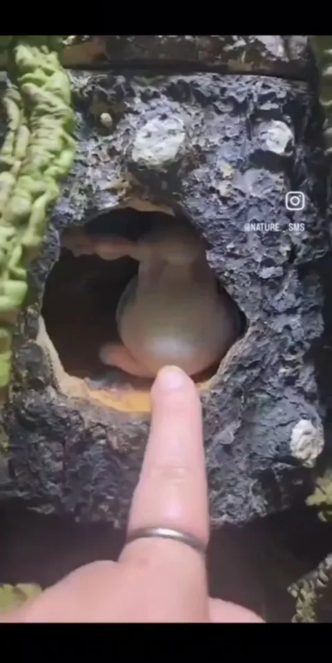 🔥 tree frog kindly greets human 🔥 