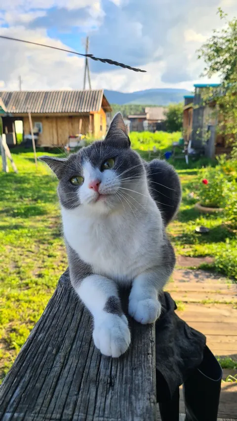 My favorite cat is at my grandmother's.