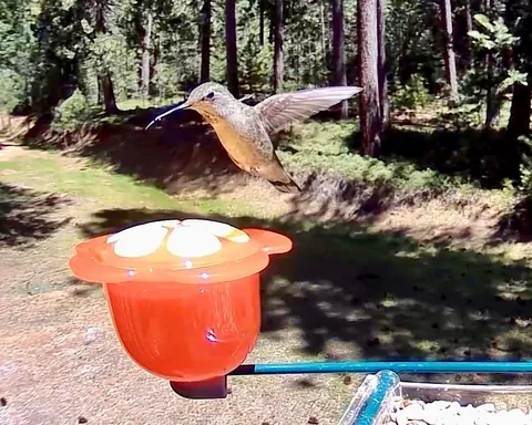 My camera bird feeder got knocked over last night. Surveillance footage has narrowed it down to six suspects...