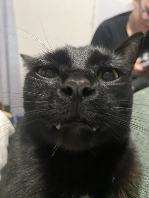 the look he gives when he’s told that he’s a handsome boy 