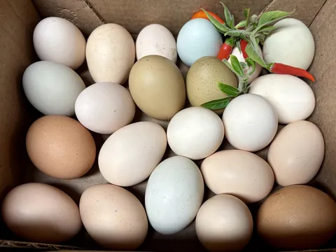 Buddy gifted me eggs from his flock of chickens. So colorful.