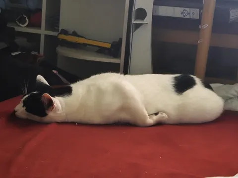 what the hell is this pose