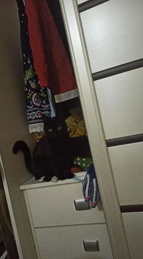 This boy just sat there, dead silent, watching me search the entire house… for HIM.