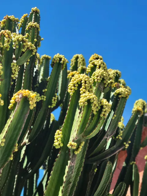 1 month in Oaxaca, Mexico February 2026