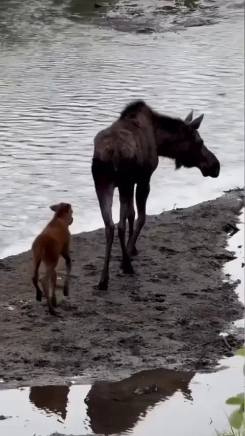 🔥 An adorable baby moose frolicking in the river alongside its mother