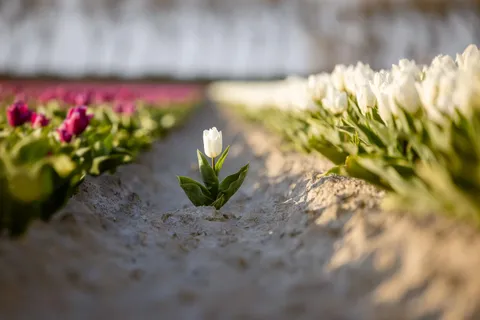 ITAP of a rebellious tulip