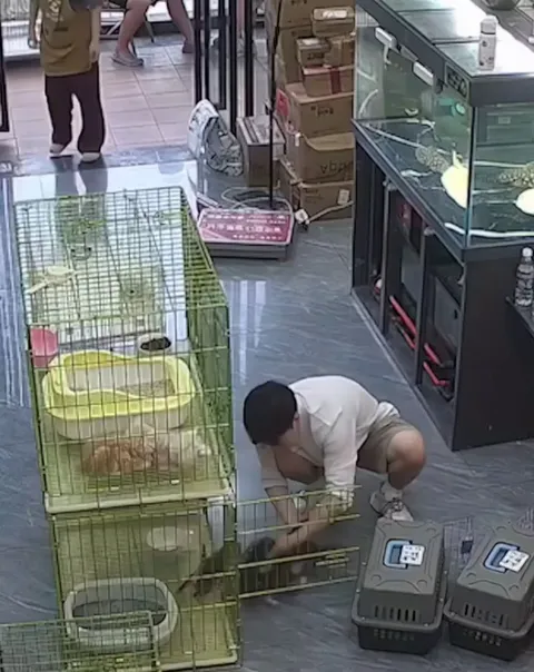 Paw-ception, the furrmula is broken