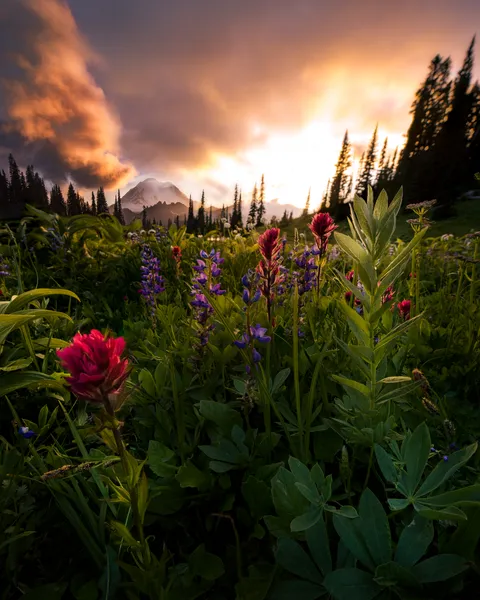 I don't get the "soft" connotations surrounding flowers I mean they literally eat the sun, aren't scared of bees, and don't even put sun screen on and that's pretty hardcore. Tipsoo Lake, Mt Rainier. [OC][2048x2560]