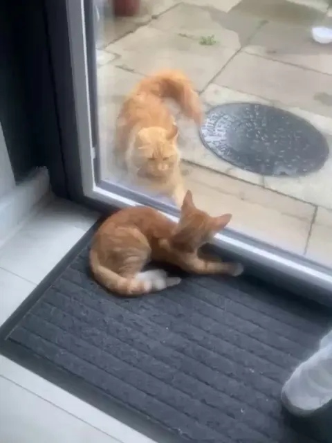 This cat has been coming to my garden for a while and I’ve been feeding him. Is this him trying to attack or play with my kitten…?