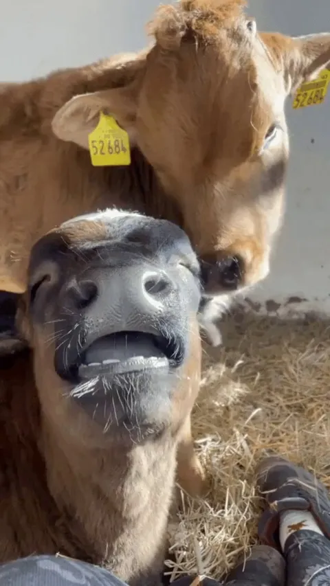 Behind the ears is nice