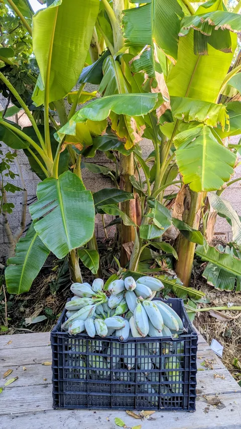 Third harvest of Blue Java bananas fed nothing but green waste | SoCal zone 10a