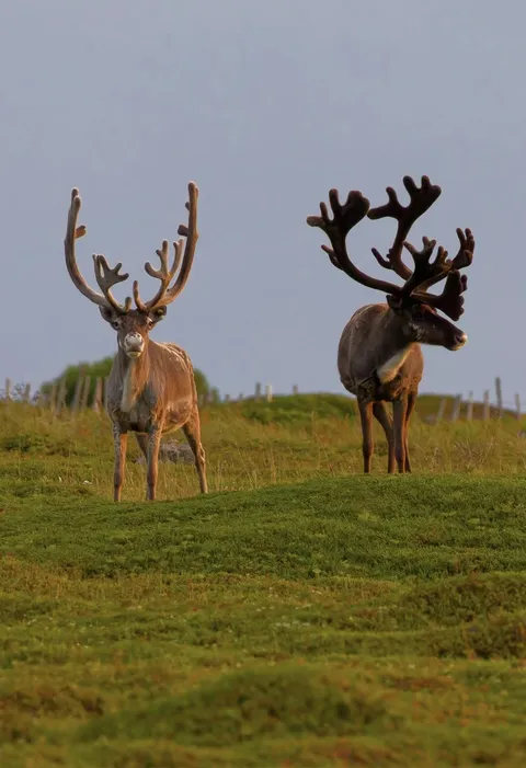 🔥 These 2 male reindeer have almost grown their antlers to full size, and in a couple of weeks they will scrape the velvet off, revealing their fully grown set