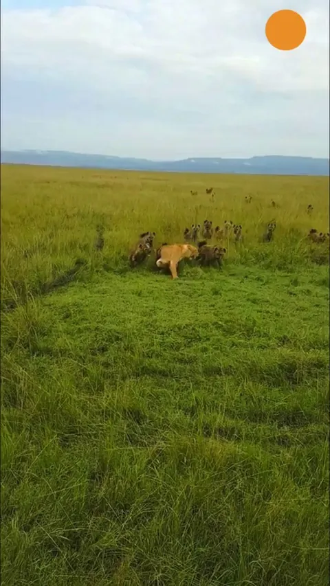 Hyenas trying to attack a lioness, but her friends come to her rescue