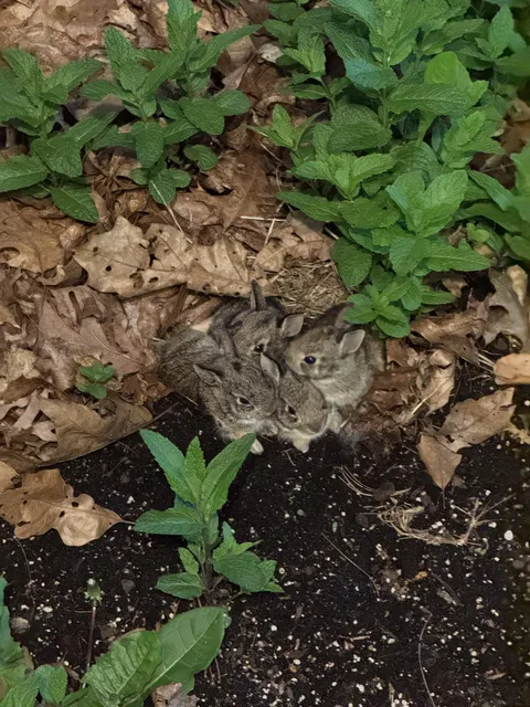 Mama hopped away, but she left these cuties in my flower bed