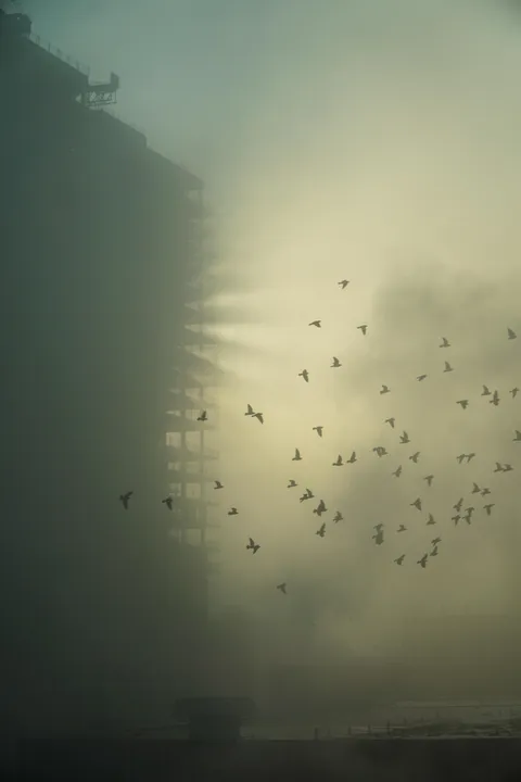 Birds in the fog.
