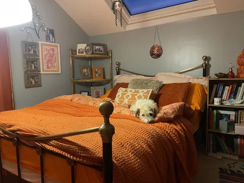 Cozy dog in a cozy room! 