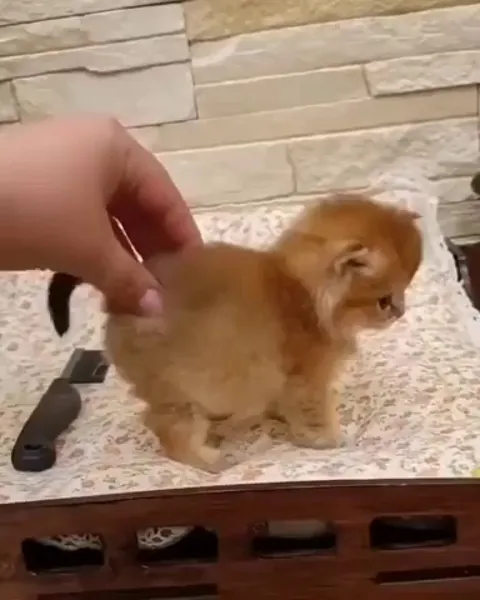 Little puff loves some scratches