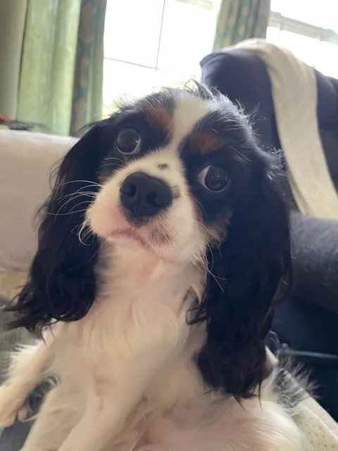 My girl saved my life last night from a person breaking in with a hammer. Tater tot Jane Eloise is my hero!! A cavie that never lets me fall