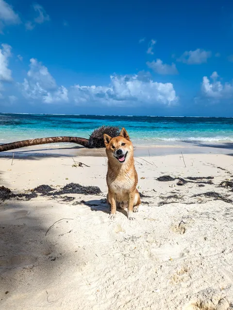 Rare pupper has spent almost his entire life sailing around the world and he always has a new backyard. 