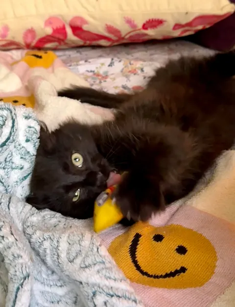 My new baby, Obsidian, Sid for short. 🖤