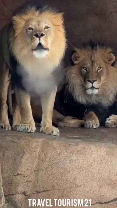 🔥Found this roaring lion's video on another sub, thought it deserves to be posted here
