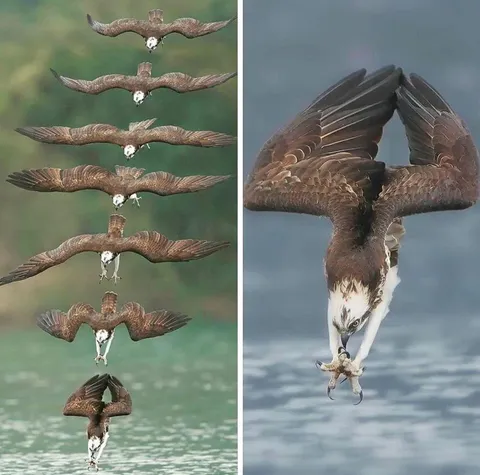 🔥Pictures of an Osprey taken the moment before diving into water 