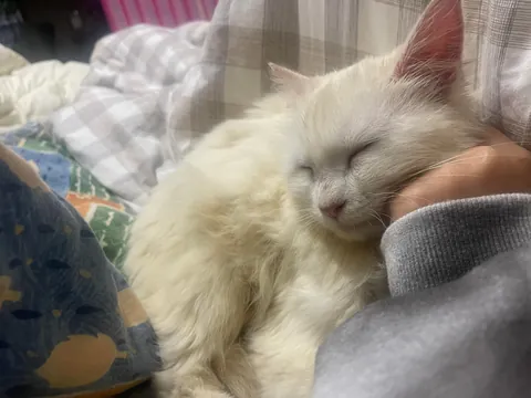 When he’s not tucked in bed, he uses his own tail as a blanket.