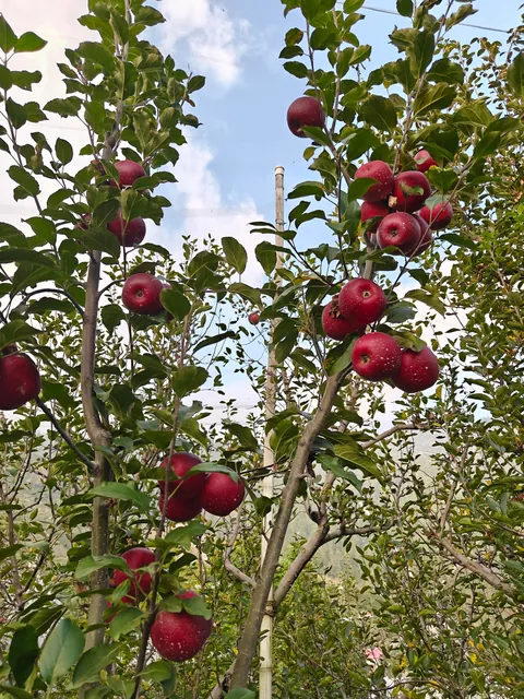Just wanted to show new variety of Apple tree I planted .