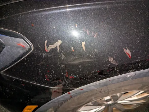 Found a shit ton of scratches and dried blood on my car tonight, looks like maybe some rabid animals were fighting near it?