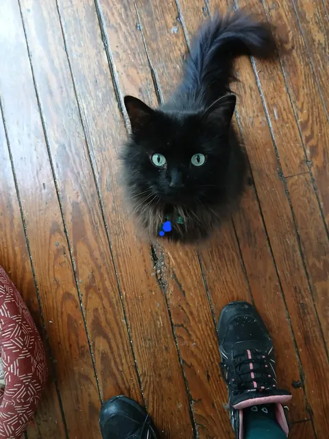 How do you tell your cat that he has to stay inside a whole month because some humans suck?