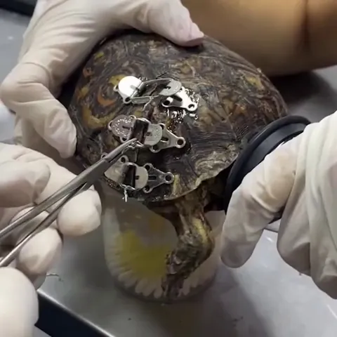Fixing a turtle's broken shell with an innovative treatment.