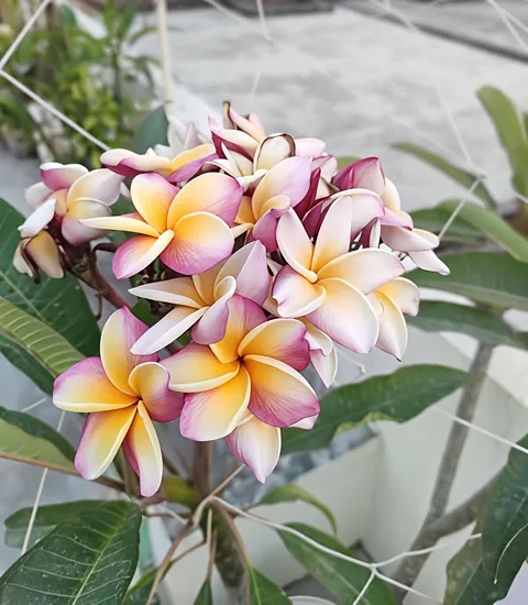 Flowers grown on my Terrace Garden. It was quite a nice year.