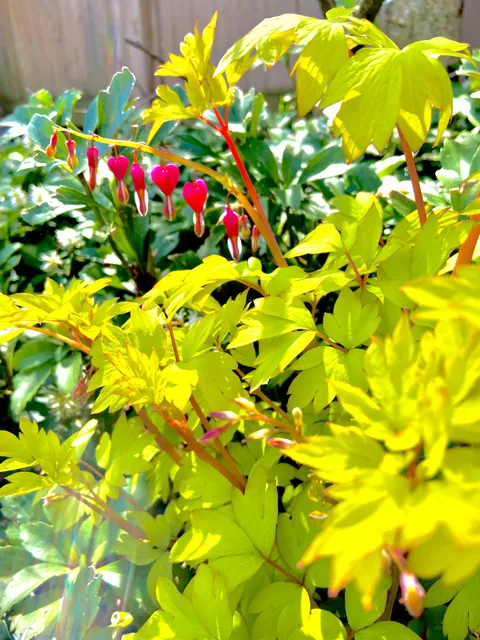 Appreciation post: my gorgeous bleeding heart has bloomed ♥️