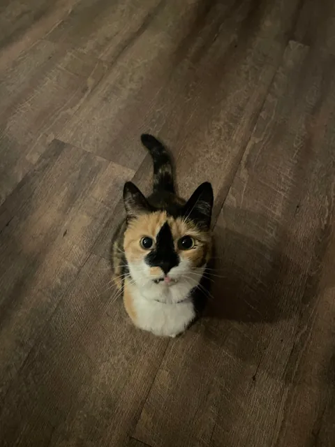 She is the sweetest cat!