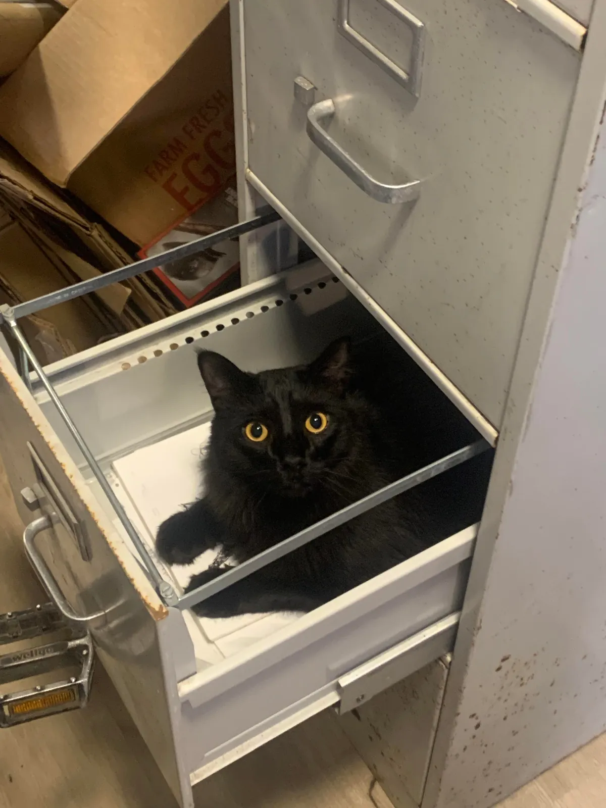 My indoor cat (Ghost) disappeared last night