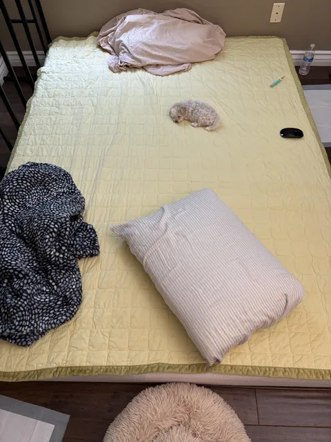 Put my dog in her bed and I leave for 2 mins and come back to her in my bed always in the middle too why must she bully me like this