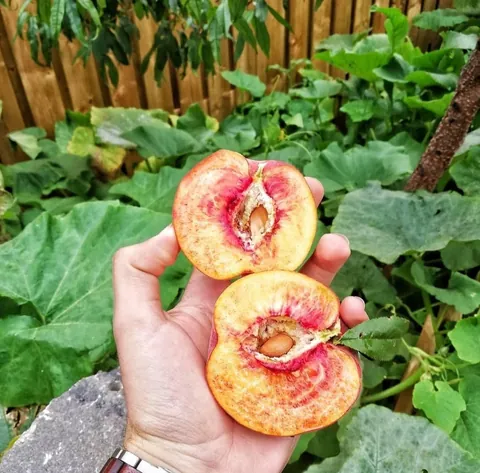 My seed grown Peach tree