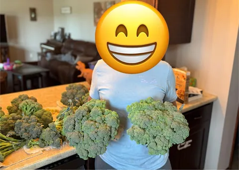 Nothing quite as rewarding as a good fall broccoli harvest!(Bonus dinosaur and wife pictures)