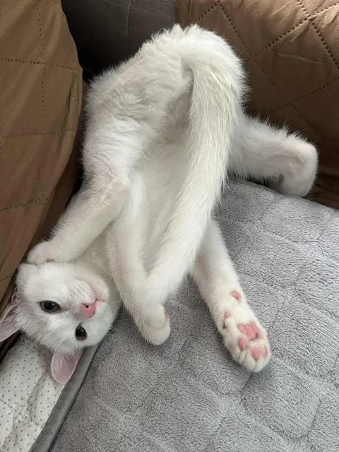 Is my cat normal? Hahahaha.