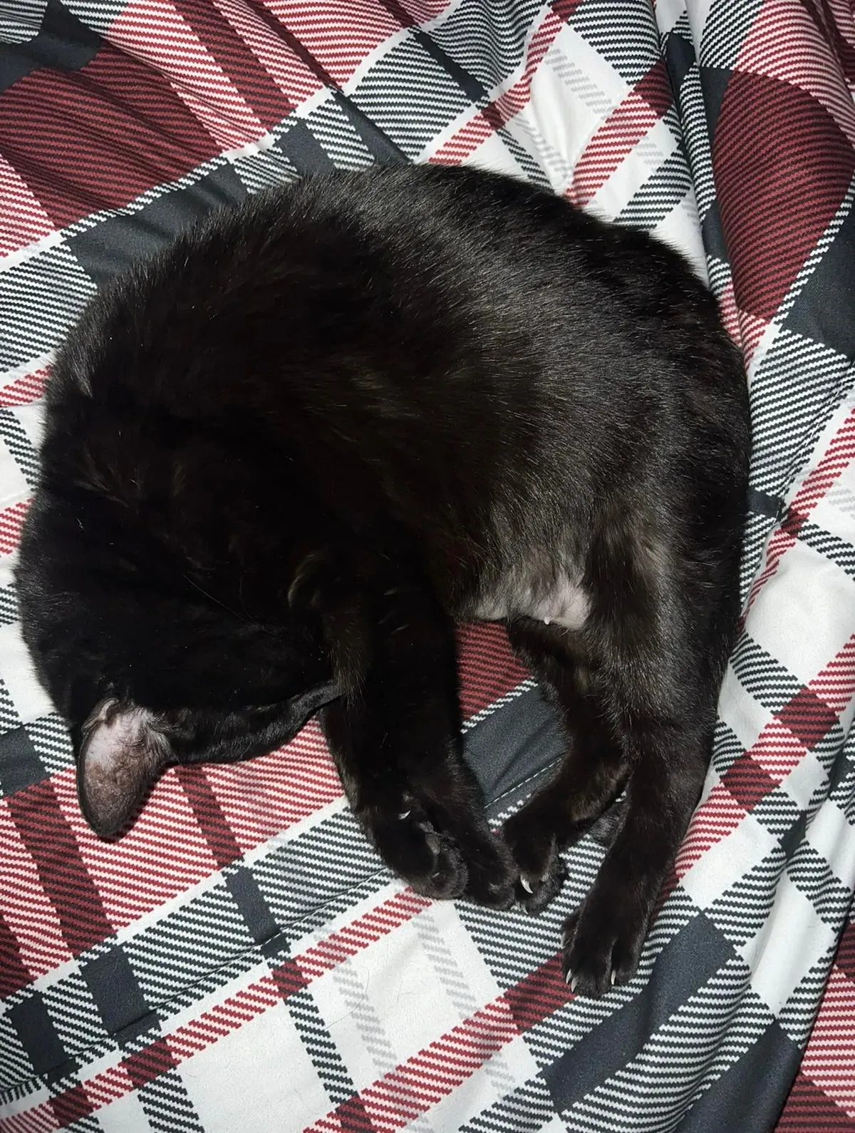 My soon to be 16 yr old girl. She’s been my best friend my entire life❤️ born a month before me, she’s been by my side through it all. Thought I’d share my girl with you all