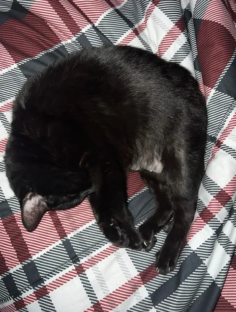 My soon to be 16 yr old girl. She’s been my best friend my entire life❤️ born a month before me, she’s been by my side through it all. Thought I’d share my girl with you all