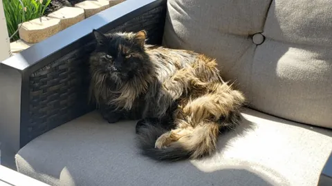 My 16 year old girl isn't doing too great. I'm getting ready to say goodbye, and thought some people might enjoy some pics of her