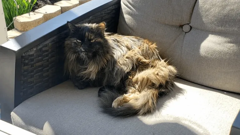 My 16 year old girl isn't doing too great. I'm getting ready to say goodbye, and thought some people might enjoy some pics of her