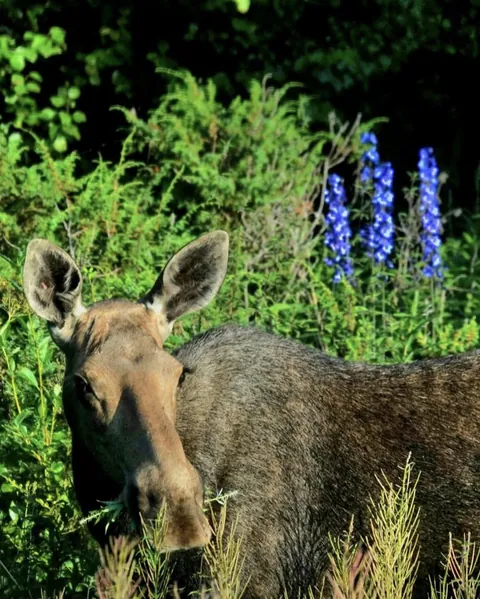 🔥 A female moose. This one in particular has some really long eyelashes