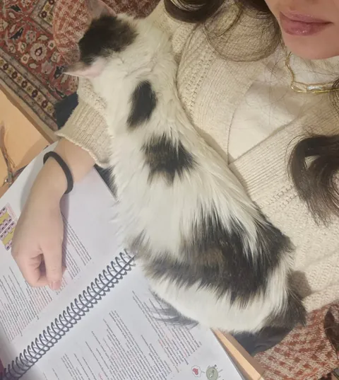 My vet let my cat escape