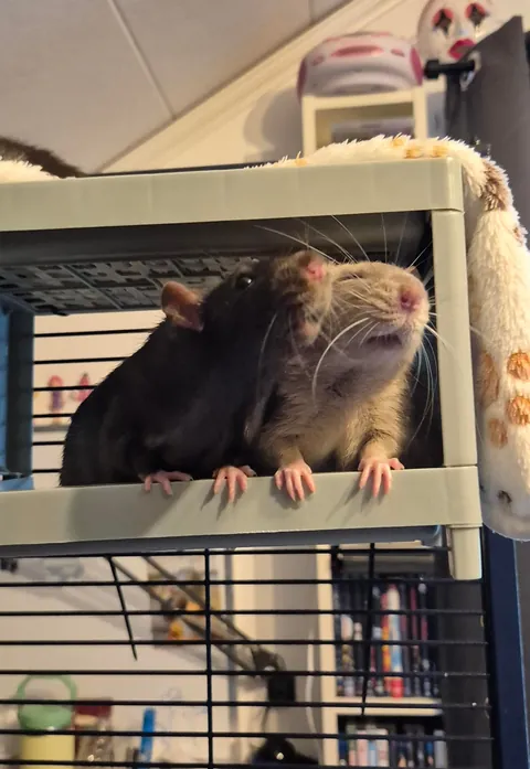 Rat bunk bed 🛏