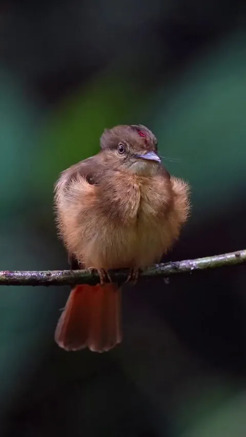 🔥 Royal Flycatcher crest display