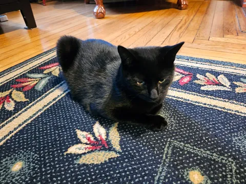 This is Yardstick, he is practicing his loaf form. He is a little lopsided because he is missing a back leg.