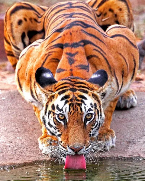 🔥 Tiger taking a drink &amp; showing off some serious muscle