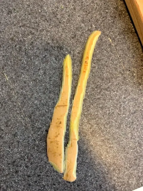 My peeler gives pixelated looking peels